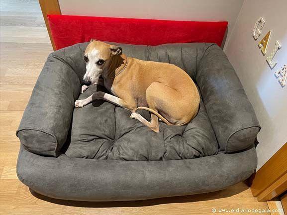 El Diario de Gala